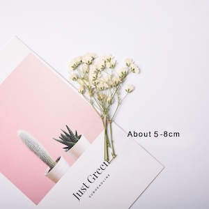 May include: A bunch of white baby's breath flowers with green stems. The flowers are arranged on a white surface with a pink background. The text "About 5-8cm" is printed on the surface.