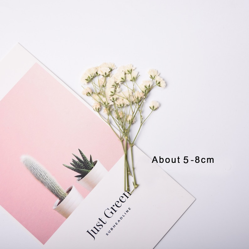 May include: A bunch of white baby's breath flowers with green stems. The flowers are arranged on a white surface with a pink background. The text "About 5-8cm" is printed on the surface.