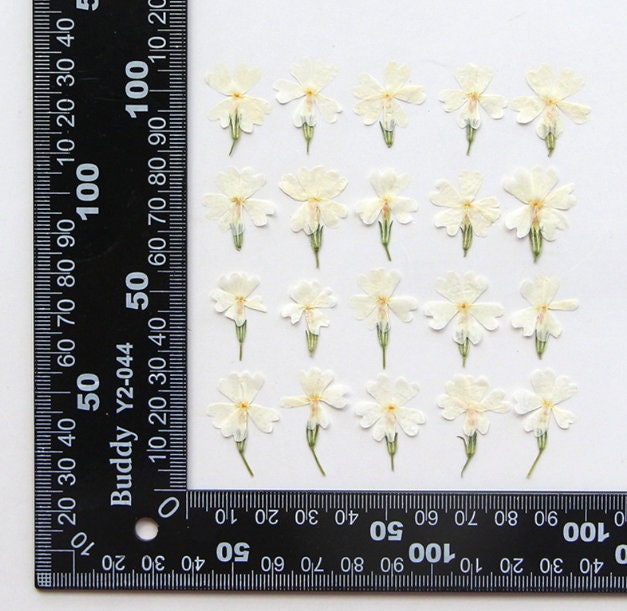押し花、12個/パック、押し花、ドライフラワー、プリザーブドフラワー