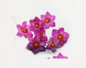 Pressed Rose red-Red Flowers: Real Dried Flowers, 6 PCS