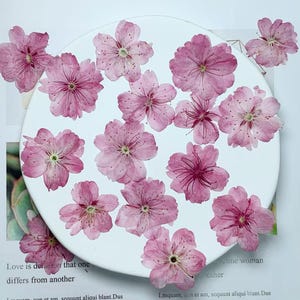 桜の押し花（3-4 cm）12個/パック、ライトピンクの本物のドライフラワー、押し花の大量購入、ピンクのドライフラワー、押し花
