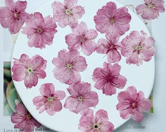 Cherry blossoms Pressed Flowers (3-4cm) 12 PCS/Pack,light pink Real Dried Flowers,Bulk pressed flower Floral,pink dry flowers,Pressed flower