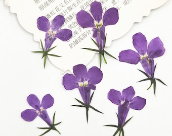 Op de afbeelding: Zes geperste paarse bloemen met groene stelen. De bloemen hebben elk vijf bloemblaadjes en een wit centrum.
