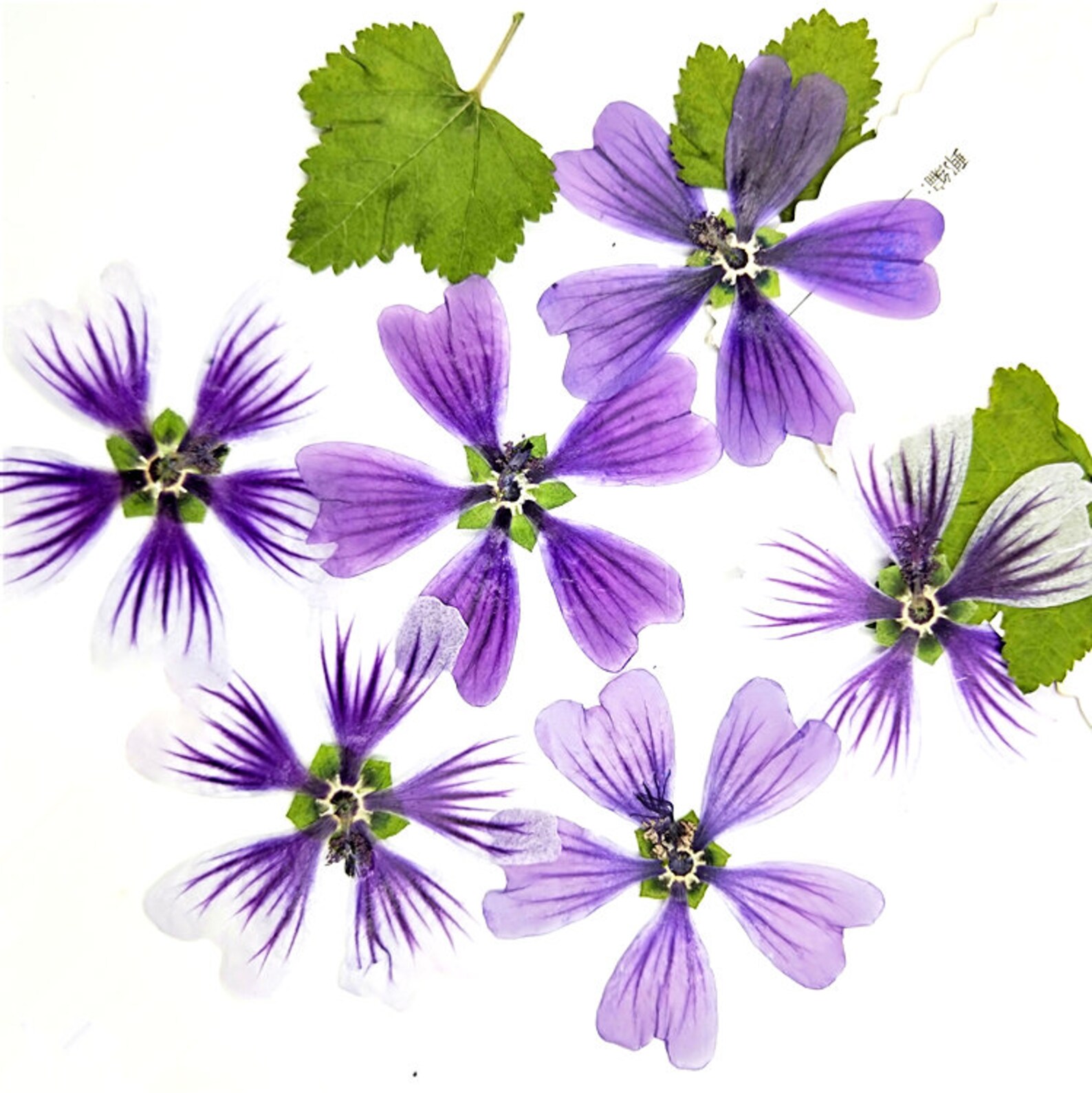 Bulk pressed flowerA Pack of 12 PCS Purple Real Dried Etsy