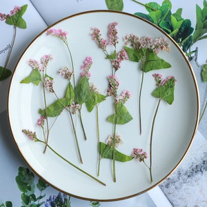 Op de afbeelding: Een wit bord met een gouden rand, versierd met geperste roze en witte bloemen. De bloemen zijn symmetrisch gerangschikt, met de stelen naar buiten gericht.