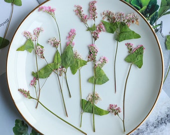 12 PCS/ Pack Dried Pressed Flowers,Pink Buckwheat flower Stems, Real Dry White Buckwheat Pressed flower Stems,Dry Preserved Flowers