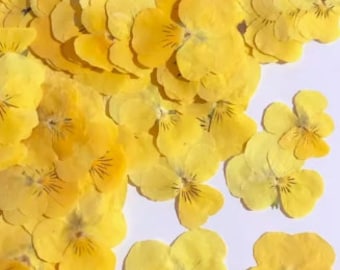 Bulk Pressed Yellow Pansy Flowers: Craft Supplies (12 PCS/Pack)