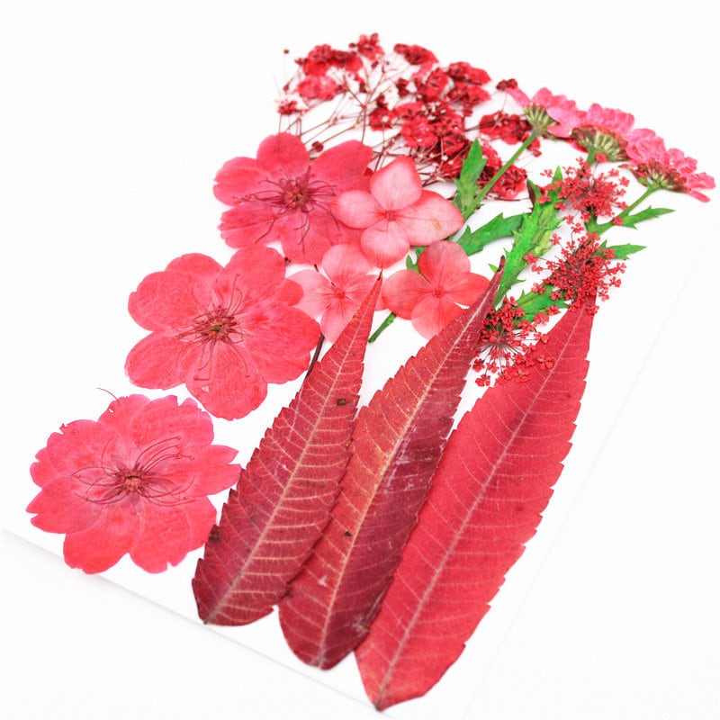 Red Flower1618 PCS Dried Flowerred Dried Flowerpressed Etsy Australia