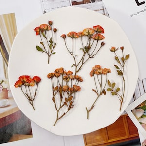 May include: A white plate with six sprigs of dried orange flowers. The flowers are arranged in a symmetrical pattern on the plate.