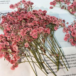 May include: A bunch of dried pink flowers with green stems. The flowers are arranged in a bouquet and are in focus. The background is out of focus and is white.