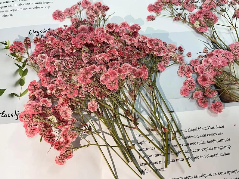 May include: A bunch of dried pink flowers with green stems. The flowers are arranged in a bouquet and are in focus. The background is out of focus and is white.