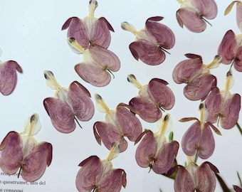 12 Purple Pressed Flowers, Real Dried Floral, Bulk Dry Petals