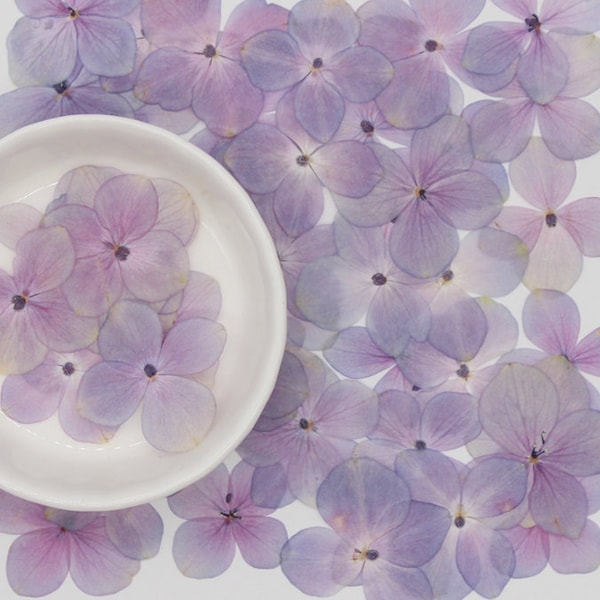 Fleur pressée, ensemble de 100 PCS, hortensia pressé, fleur séchée blanche violette, vraie fleur violette, pétales de fleurs séchées, fleurs violettes blanches séchées