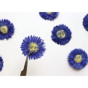 May include: Close-up of several dried blue flowers with yellow centers. One flower is held by tweezers. The flowers are arranged on a white surface. The petals are a deep blue color, and the centers are a pale yellow.