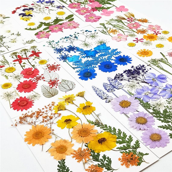 22PCS Dried Pressed Flowers Assorted Dry Flower Kit Dried Flower