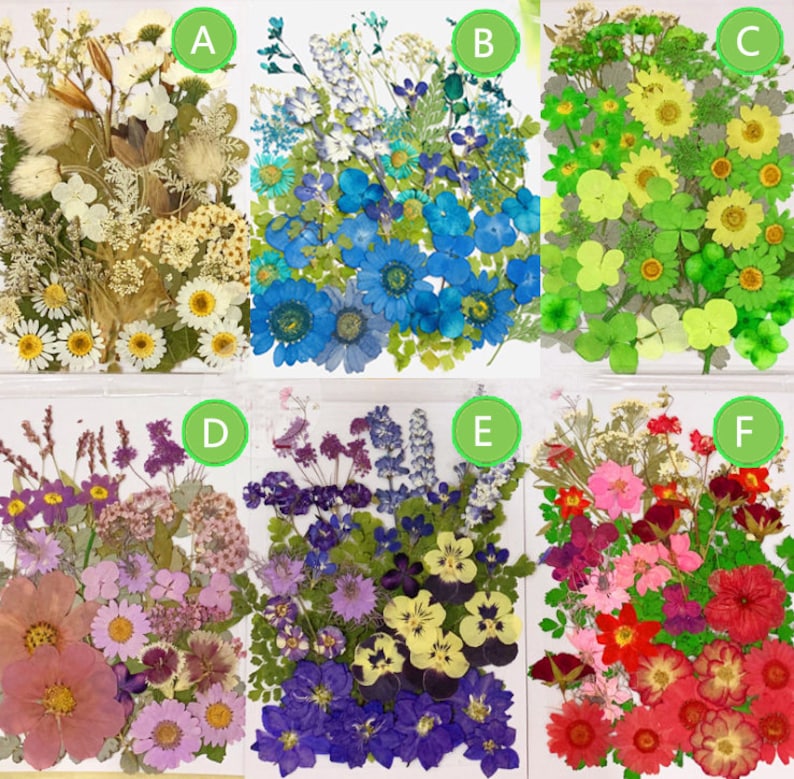 Bulk pressed flower 4550 PCS/Pack dried flat flower packsdry Etsy