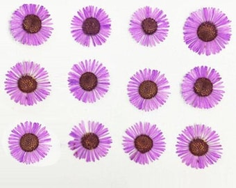 Purple Pressed Needle Chrysanthemum Flowers - 12 PCS Dry Flower Pack