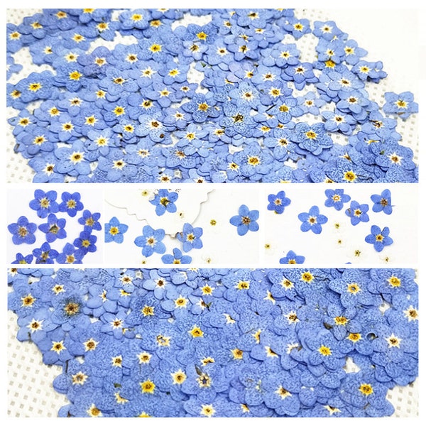 Ensemble de 100 PCS, Pressé myosotis, Bleu myosotis fleur séchée, Vraie fleur bleue, pétales de fleurs séchées, Petites fleurs blanches séchées