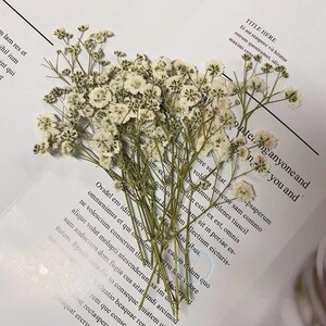 May include: A bunch of dried baby's breath flowers with white blooms and green stems. The flowers are arranged on a white page with text.