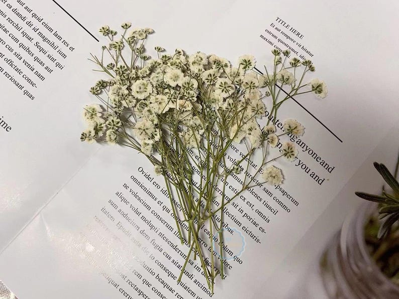 May include: A bunch of dried baby's breath flowers with white blooms and green stems. The flowers are arranged on a white page with text.