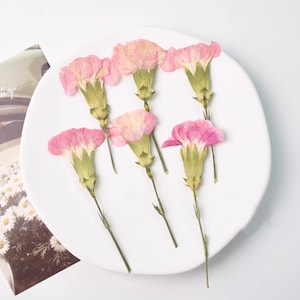 Pressed flowers,Carnation stems dry,half Carnation 6 PCS/pack,dry Pressed flowers,dried flower,Pink Dried Pressed flower,Carnation flower
