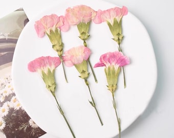 Pressed flowers,Carnation stems dry,half Carnation 6 PCS/pack,dry Pressed flowers,dried flower,Pink Dried Pressed flower,Carnation flower