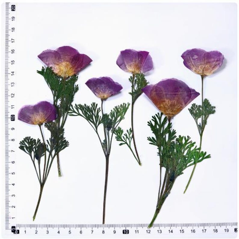 Puede incluir: Colecci&oacute;n de flores de amapola moradas secas con follaje verde, sobre un fondo blanco. Las flores tienen p&eacute;talos delicados y est&aacute;n en varias etapas de floraci&oacute;n. La imagen incluye una regla para la escala.
