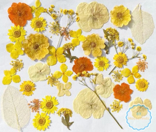 Pressed Flowersyellow Pressed Flowers 100 Pcsdried Pressed - Etsy