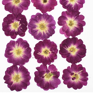 Pressed Roses Flowers,a Pack of 8 PCS Dried Pressed Flowers,dried ...