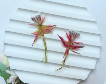 May include: Two dried pink and white flowers with green stems on a white background.