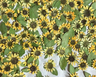 12PCS Mini Pressed Sunflowers: Real Dried Flowers, Floral Petals