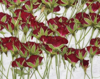 10PCS Dried Pressed Red Rose Buds: Tiny Real Flower Stems