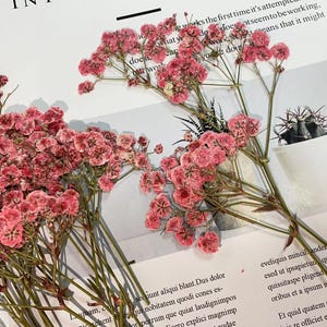 May include: A bunch of dried pink baby's breath flowers with green stems. The flowers are arranged on a white surface with text in the background.