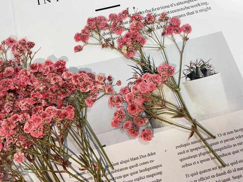 May include: A bunch of dried pink baby's breath flowers with green stems. The flowers are arranged on a white surface with text in the background.