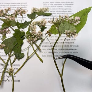 Pressed Flower,Light pink white buckwheat flower stem,6 PCS/pack,Pressed white Dried Flower Pressed Flower Dry Natural Pressed Flowers