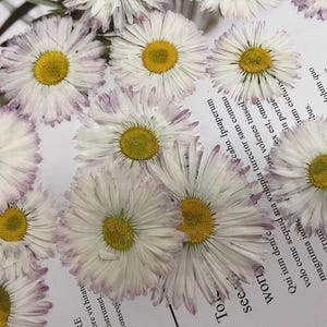 May include: A close-up of white and purple daisy flowers with yellow centers, arranged on a white surface with text in black. The text reads: "To see Worry Qui ium deme cabo. Ipsaperum volo cone sequid ma volupta turector sam commo magnima ionsc Pust volenes tiuscil eribustrure magnienc cium qu jam fugie ex est, omn in poriae tum eichis bus. quo dolum quo is aperro tem volore lamus eium fagerrovit"