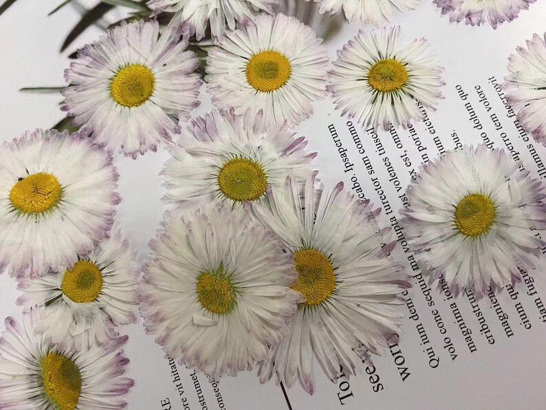 May include: A close-up of white and purple daisy flowers with yellow centers, arranged on a white surface with text in black. The text reads: "To see Worry Qui ium deme cabo. Ipsaperum volo cone sequid ma volupta turector sam commo magnima ionsc Pust volenes tiuscil eribustrure magnienc cium qu jam fugie ex est, omn in poriae tum eichis bus. quo dolum quo is aperro tem volore lamus eium fagerrovit"