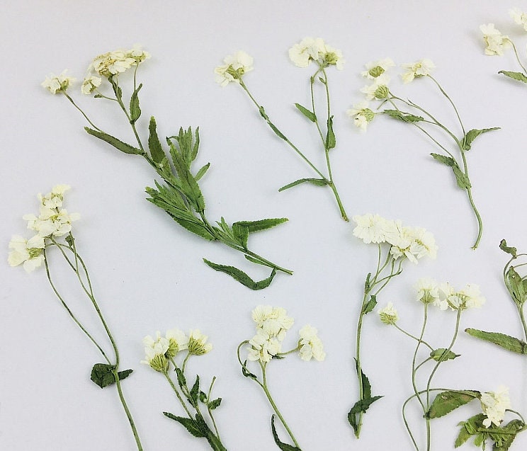 Pressed Flowers,rice White Pressed Flowers 8 Pcs/pack,pressed Flower ...