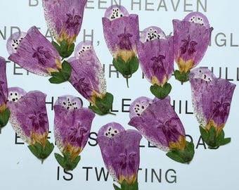 pressed flowers,purple Foxglove pressed flowers,6 PCS/Pack,purple flower,Dried flower,Purple Dried Flower,pressed flower
