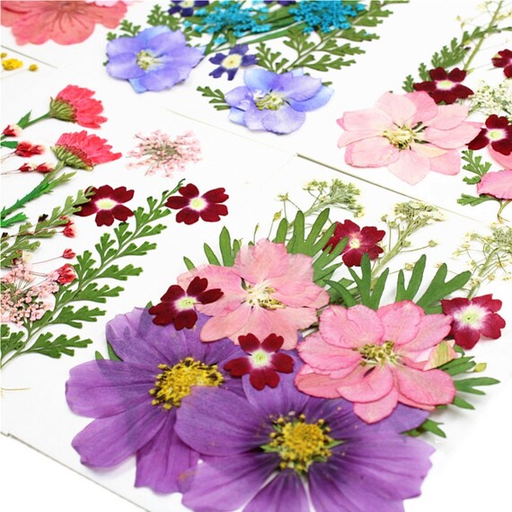 15pcs Real Dried Flower Natural Flower Stickers Dry Beauty Decal