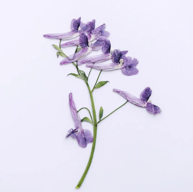 Pressed Flowers, Light Purple Flowers, 8 Pcs/Pack, Purple Chrysanthemum, Pressed  Dried Flowers, Marguerite Flower （3-5cm - Yahoo Shopping