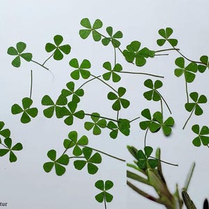 May include: A collection of green four-leaf clover pressed leaves on a white background.