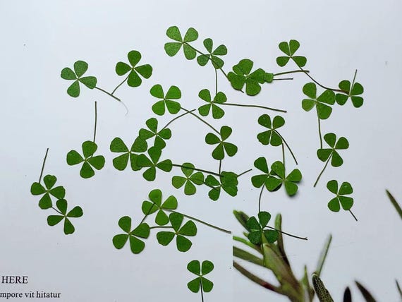 Pressed Leaves 12 PCS/Pack Real Pressed Leaves,Dried Pressed Flower Green Dry leaf, Green leaf,dry leaf(1.5-2cm)