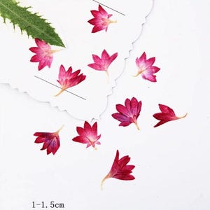 Dark red Pressed flowers,20 PCS/Pack,dried Pressed flowers,Cornflower dried flower,small dark red Cornflower petal Dried Pressed flowers