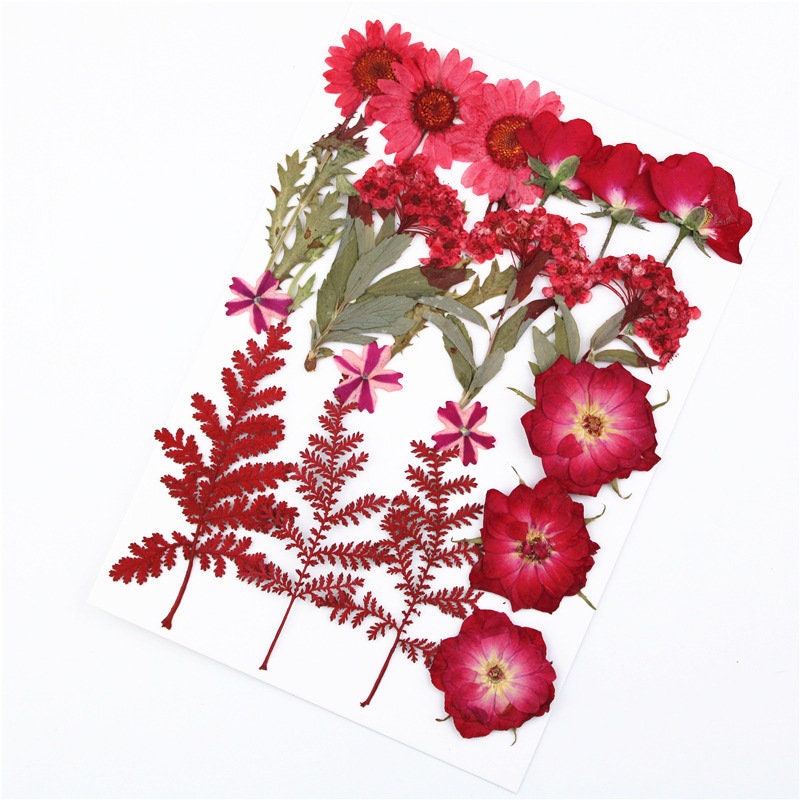 Red Flower1618 PCS Dried Flowerred Dried Flowerpressed Etsy Australia