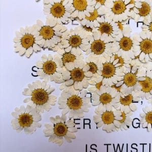 Pressed Daisy brown 12pcs/pack small Dry Flower Preserved Light brown Daisies Dried Flat Wild flowers