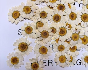 May include: Dried white daisy flowers with yellow centers are scattered across a white surface. The flowers have delicate white petals and prominent yellow centers. The image is a close-up, showcasing the texture and detail of the dried flowers, perfect for crafts.