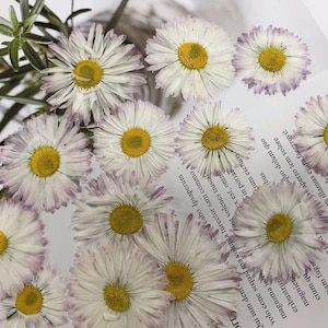 May include: A collection of pressed white daisies with yellow centers, arranged on a white background with text in black. The daisies have a delicate, faded appearance, suggesting they are dried flowers.