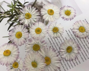 May include: A collection of pressed white daisies with yellow centers, arranged on a white background with text in black. The daisies have a delicate, faded appearance, suggesting they are dried flowers.