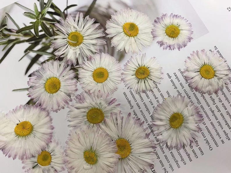 May include: A collection of pressed white daisies with yellow centers, arranged on a white background with text in black. The daisies have a delicate, faded appearance, suggesting they are dried flowers.